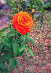 orange_rose